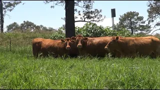 P258 Ganadería Santa Domingo, excelencia en Limousin