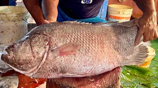 Incredible Giant Tripletail Fish Cutting Live In Fish Market | Fish Cutting Skills