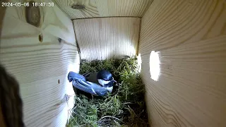 Great Tit Nest building bird box busy day 1