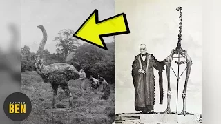 10 Animales Extintos Por Culpa Del Ser Humano