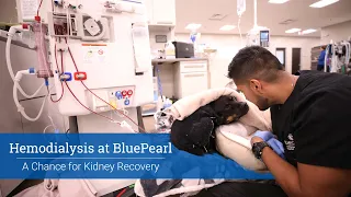 Hemodialysis at BluePearl