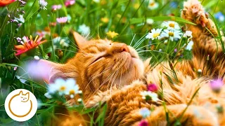 Soothing Music for Cats: Lullabies for Relaxation and Sleep🐱