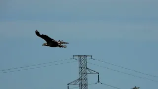 Joutsen pelastaa telkkäpoikueen