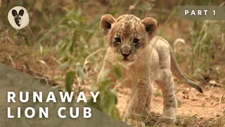 The Runaway Lion Cub | Part 1 |  The Runaway Cub