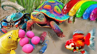 Amazing to Catch Baby Turtles in Surprise Colorful Eggs,:Ornamental Fish And Zebra Striped Fish