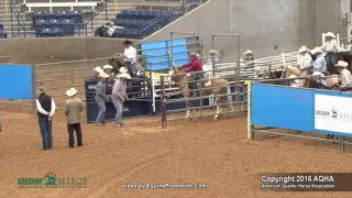 A Judges Perspective: 2016 Select Roping Events