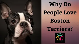 Why Do People Love Boston Terriers So Much?