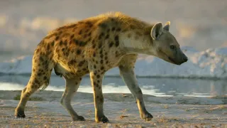 5K African Wildlife Documentary Film   Etosha National Park, Namibia, Africa