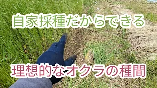 2024/5/12　自然派ならではの考えでオクラを蒔きましたぁ