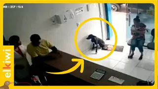 Perro callejero llega a pedir ayuda a una veterinaria. Su dolor era insoportable