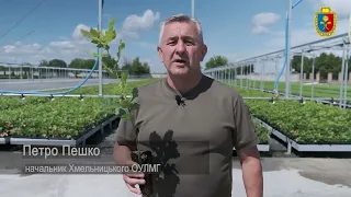 Тут народжується ліс... Лісівники Хмельниччини можуть вирощувати понад 2 мільйони сіянців на рік