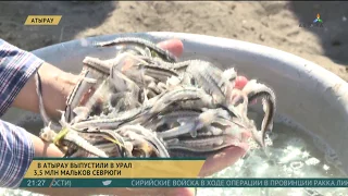 В Атырау выпустили в Урал 3,5 млн мальков севрюги