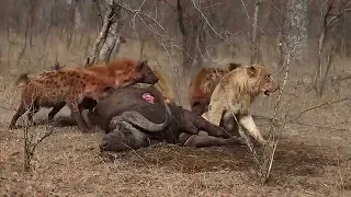 HYENAS TAKE DOWN A BUFFALO | Hyena hunting | Animal in Africa