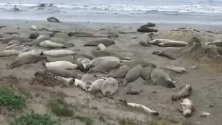 Piedras Blancas Elephant Seal Rookery - San Simeon, California