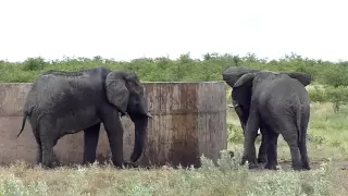00015 ЮАР Крюгер парк слоны на водопое
