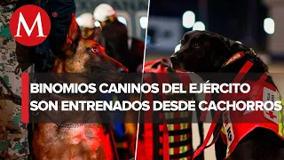 Perros rescatistas: así es el entrenamiento de los binomios caninos del Ejército mexicano