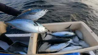 Kawanan ikan ini cukup tangguh untuk di taklukkan