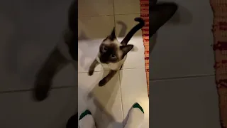 Siamese cat meows like crazy 😝 🐈‍⬛😺😅 #subscribe #like #cat #siam #angry #crazy