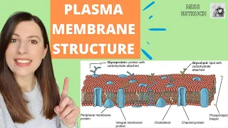 PLASMA MEMBRANE structure and function: Phospholipid bilayer for A-level Biology. Fluid-mosaic model