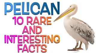 Pelicans Unveiled: 10 Surprising Facts You Need to See