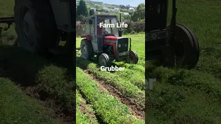 The massey ferguson 240 is on the grubber #farmlife #farmer #tractor #agriculture #farming #vlog