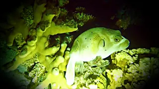 Night Dive Spearfishing in a Paradise Island [ep3] MARSHALL ISLANDS MH