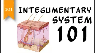 Integumentary System 101 - Layers of the Skin - FreeSchool 101