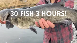 How we Caught 5 Different Species of Fish in 3 Hours (Utah Lake Tributary Fishing Tips)