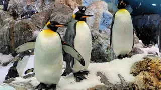 Planet Penguin - LORO PARQUE - TENERIFE 2022