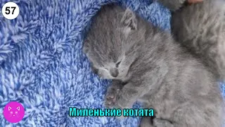 Миленькие котята (LoveAndMeow, котята, милые)