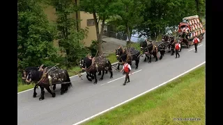 Pichelsteiner Festzug 2017 - 20 Minuten mit dem 10er Zug durch die Stadt Regen