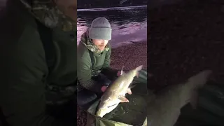 Ending the day with a brace of double figure River Trent barbel!