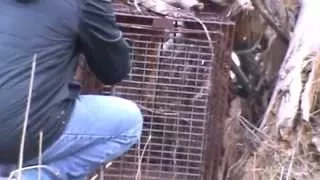 Thought we had a fox in our live trap. What happens next is amazing!