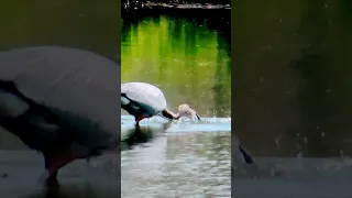 Great Blue Heron, Hunting Kill