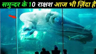 10 समुन्दर की राक्षशी जानवर जो अब भी ज़िंदा है 10   Sea monsters who are still alive today,sea animal