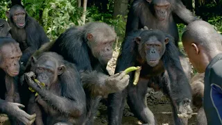 JGI's Tchimpounga Sanctuary Gives Rescued Chimps a Second Chance