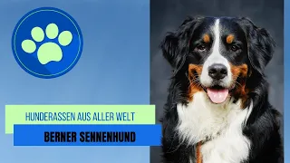 Berner Sennenhund