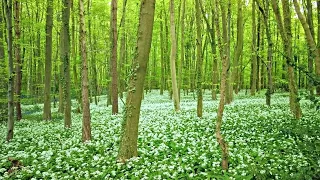 Chesterfield Canal Walk, English Countryside 4K