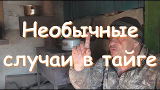 Необычные случаи в тайге