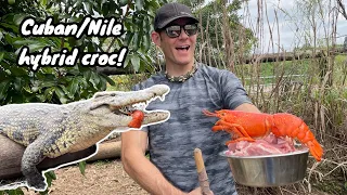 Crocodile tries his first WHOLE lobster (and it doesn't go as expected)
