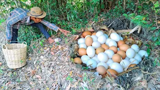 OMG unique! A fisherman picks a lot of wild duck eggs under the best hand-picked trees