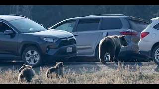 Wildlife Photography-Grizzly 399 & 4 Cubs-BEAR JAM-Jackson Hole/Grand Teton Park/Yellowstone Park