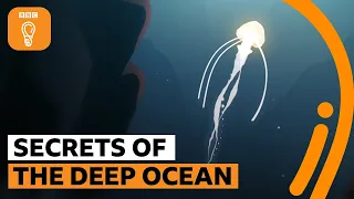 The secrets of the deep ocean | BBC Ideas