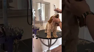 Grooming the Cocker Spaniel Puppy
