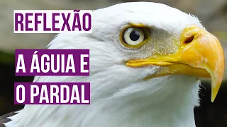 A águia e o pardal