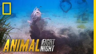 See the Cuttlefish's Incredible Offensive Strategy | Animal Fight Night