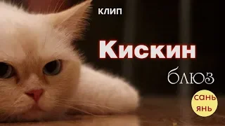 Песня "КИСКИН БЛЮЗ / Сань Янь / #песнипрокошек