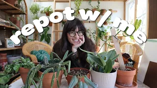 repot w/ me | plants on planks update, down-potting Hoya