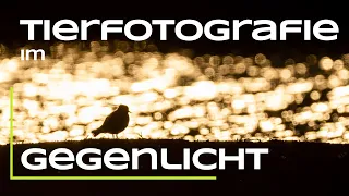 Vogelfotografie zum Sonnenuntergang