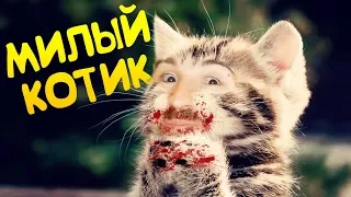 САМЫЙ МИЛЫЙ КОТИК